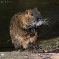 Coypu